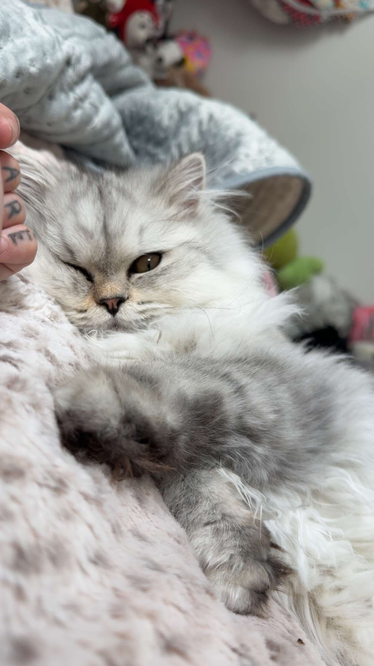 cruellamorganxo snapchat image archive image