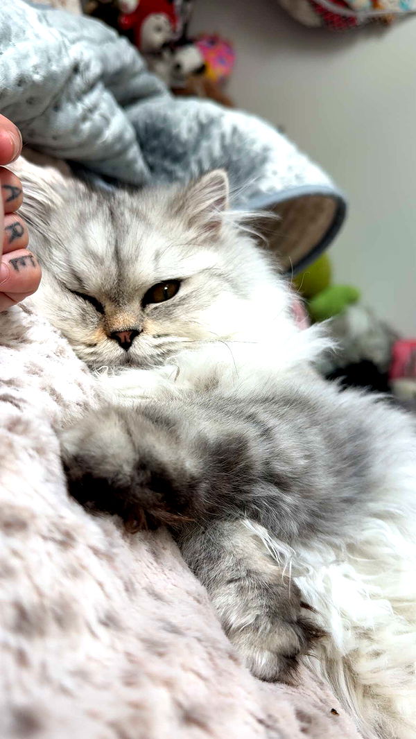 cruellamorganxo image ~ Altpins