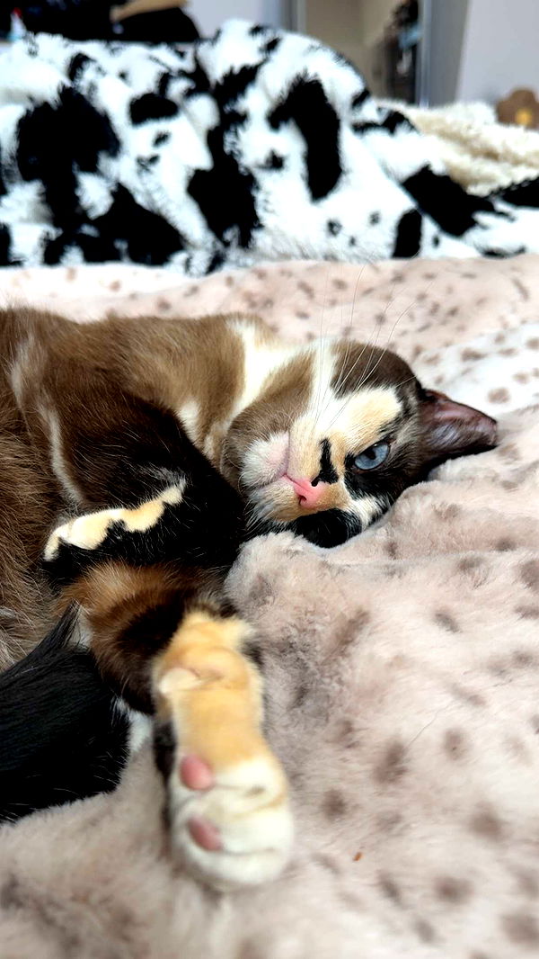 cruellamorganxo image ~ Altpins