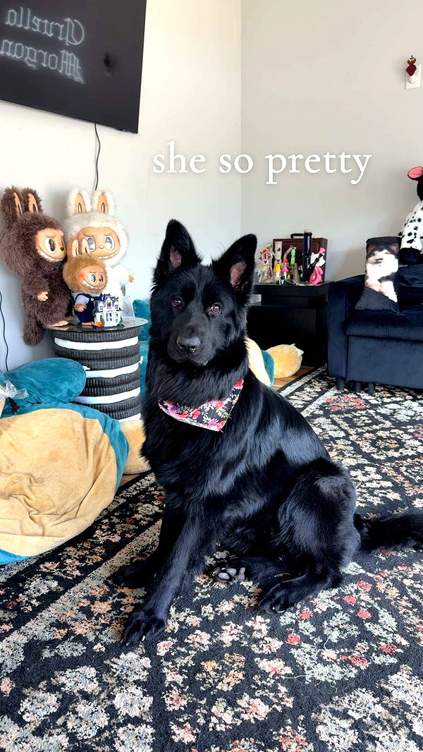 cruellamorganxo image ~ Altpins