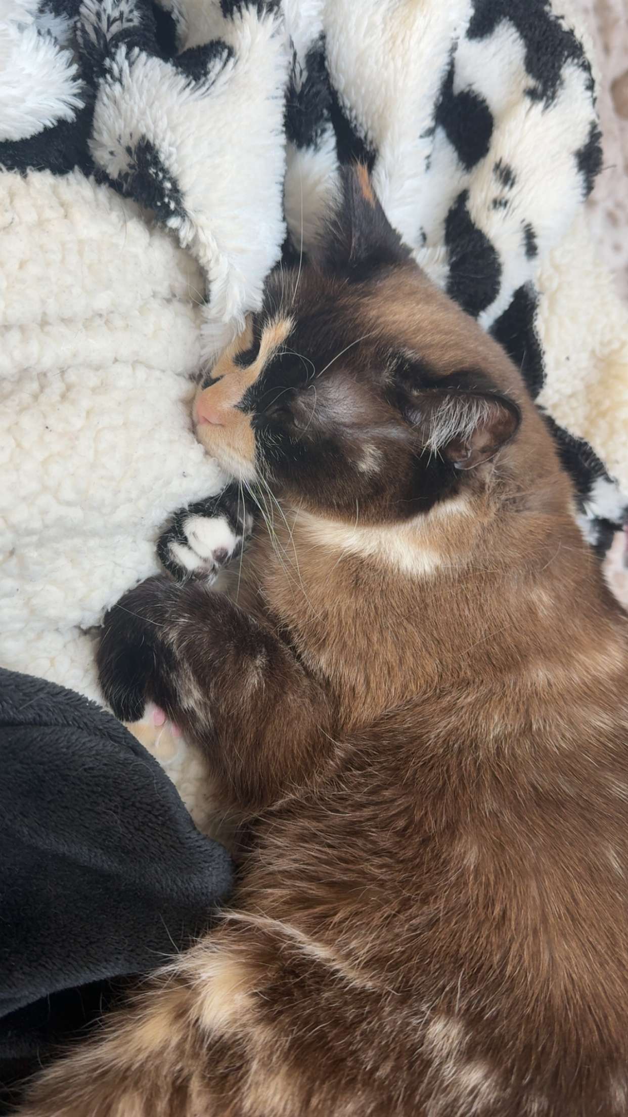 cruellamorganxo snapchat image archive image