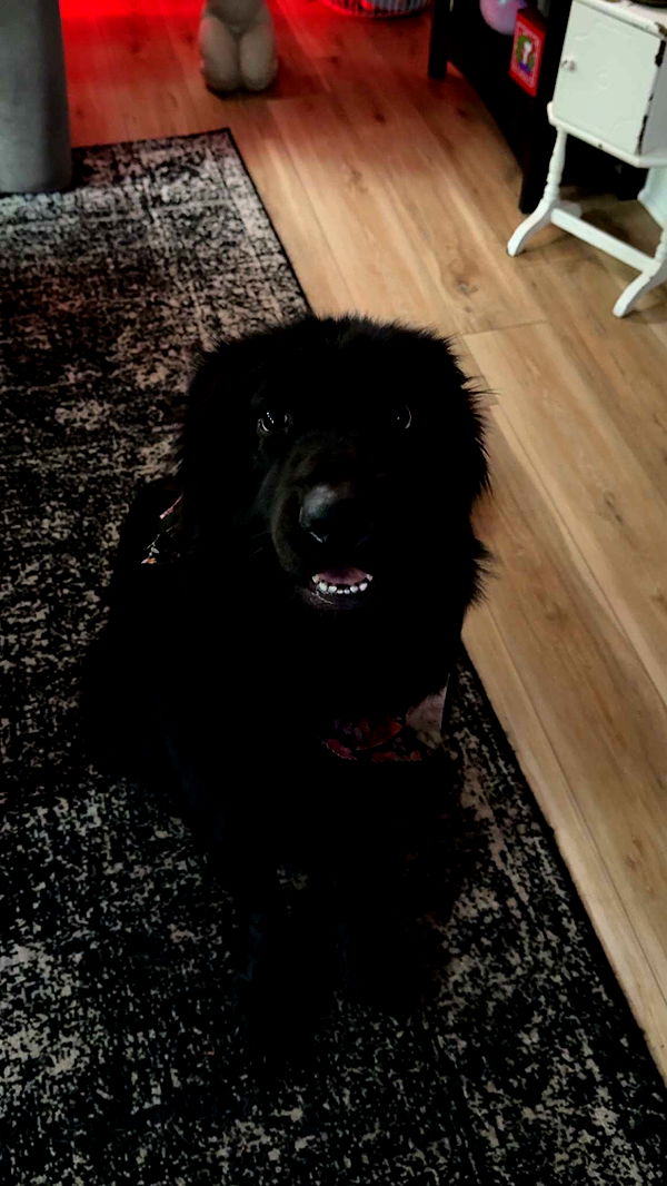 cruellamorganxo image ~ Altpins