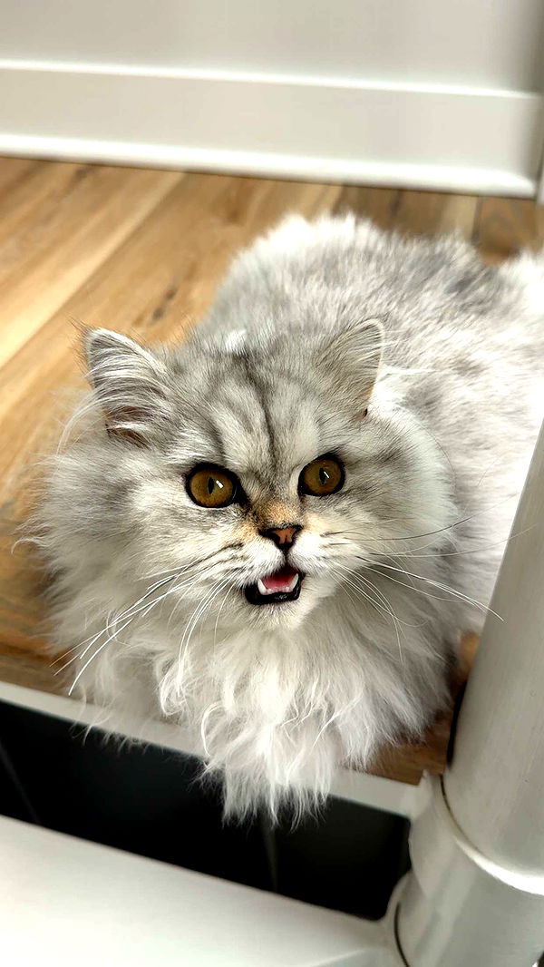 cruellamorganxo image ~ Altpins