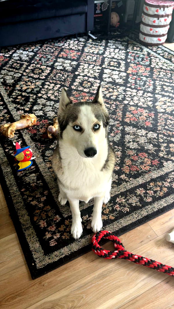 cruellamorganxo image ~ Altpins