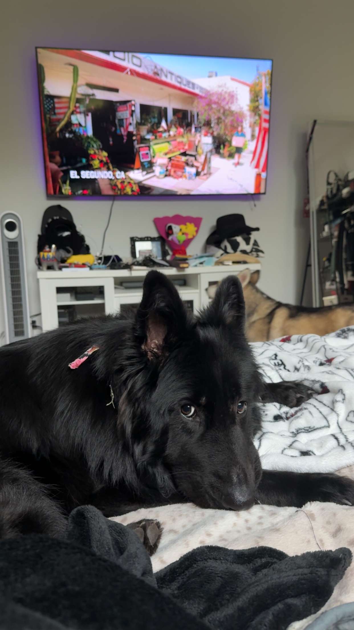 cruellamorganxo snapchat image archive image