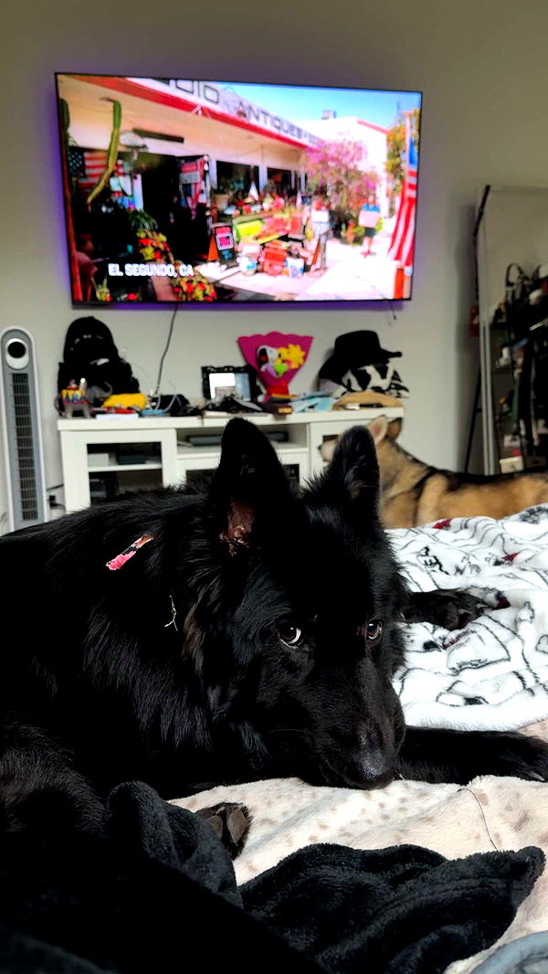 cruellamorganxo image ~ Altpins