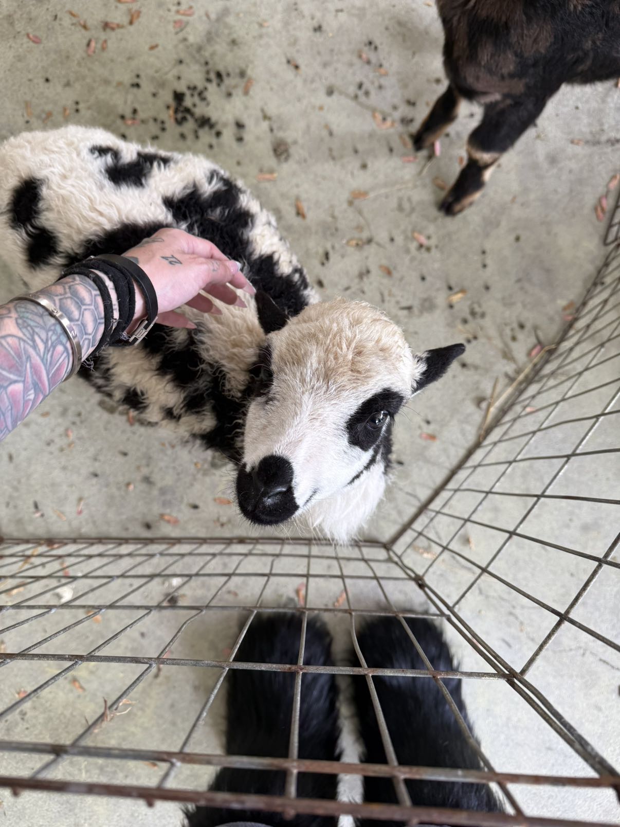 cruellamorganxo snapchat image archive image