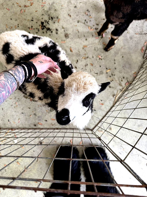 cruellamorganxo image ~ Altpins