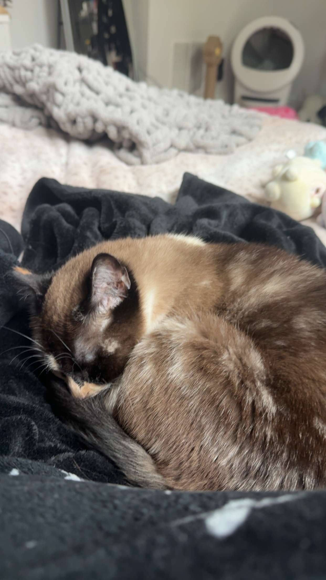 cruellamorganxo snapchat image archive image