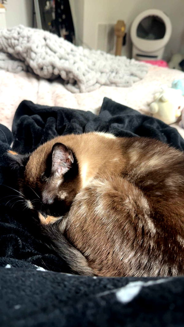 cruellamorganxo image ~ Altpins