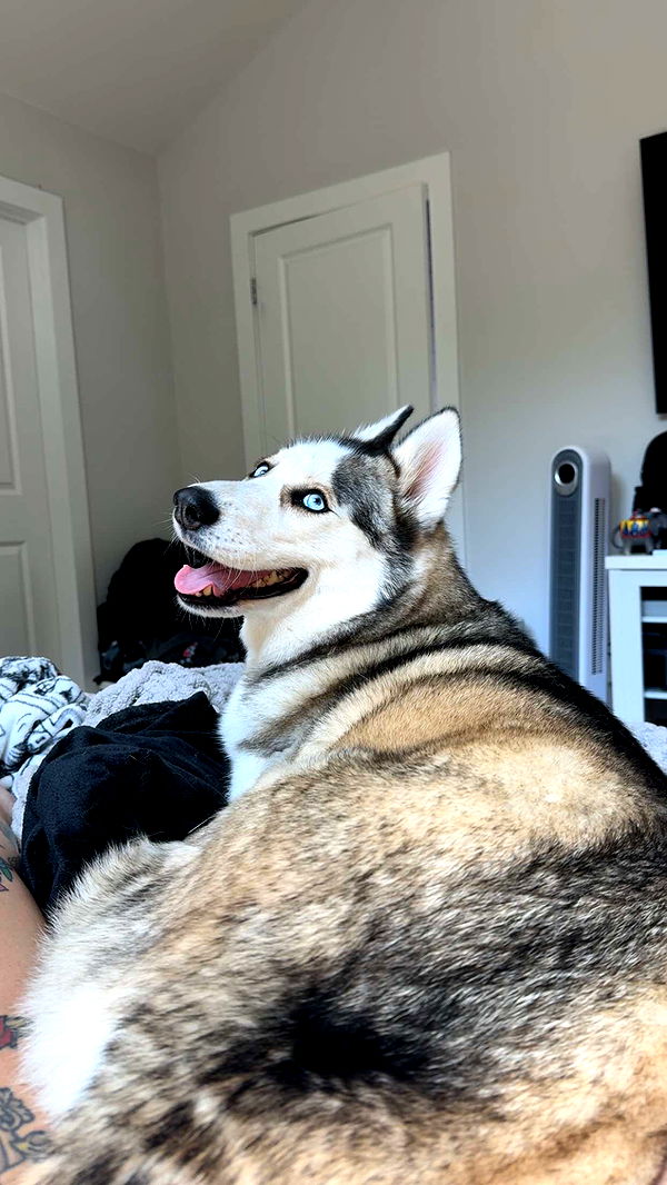 cruellamorganxo image ~ Altpins