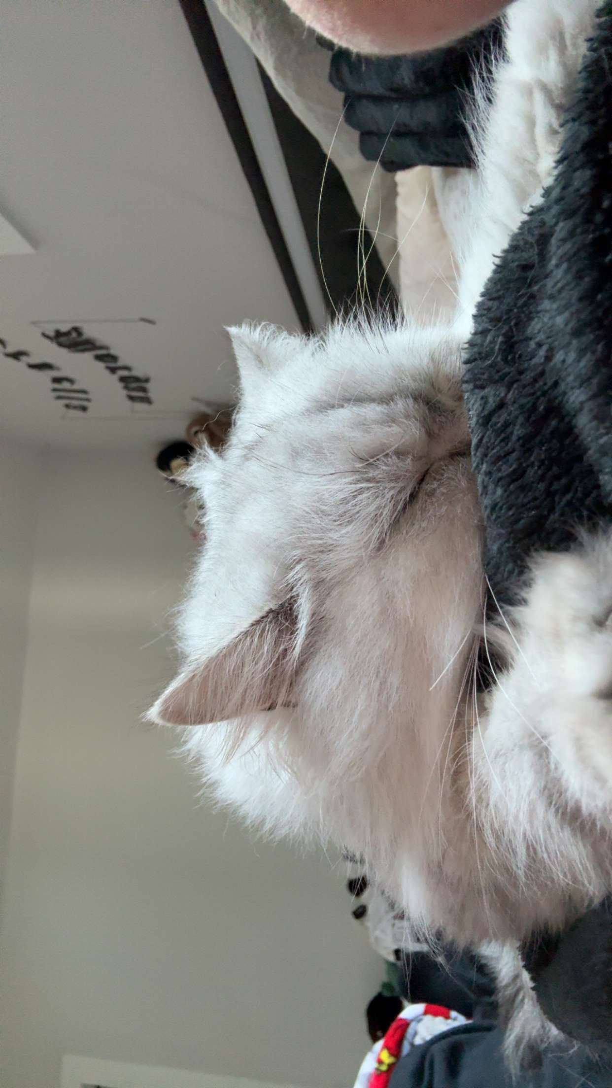 cruellamorganxo snapchat image archive image