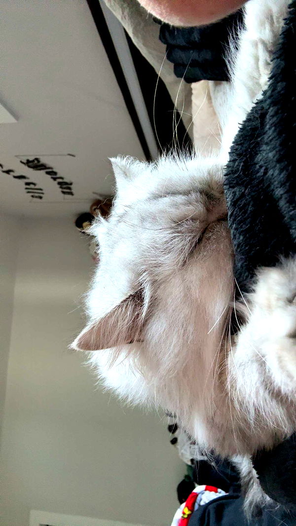 cruellamorganxo image ~ Altpins