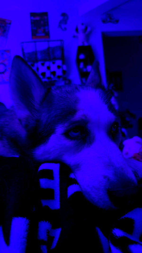 cruellamorganxo image ~ Altpins