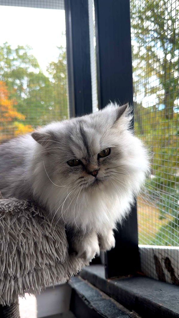 cruellamorganxo image ~ Altpins