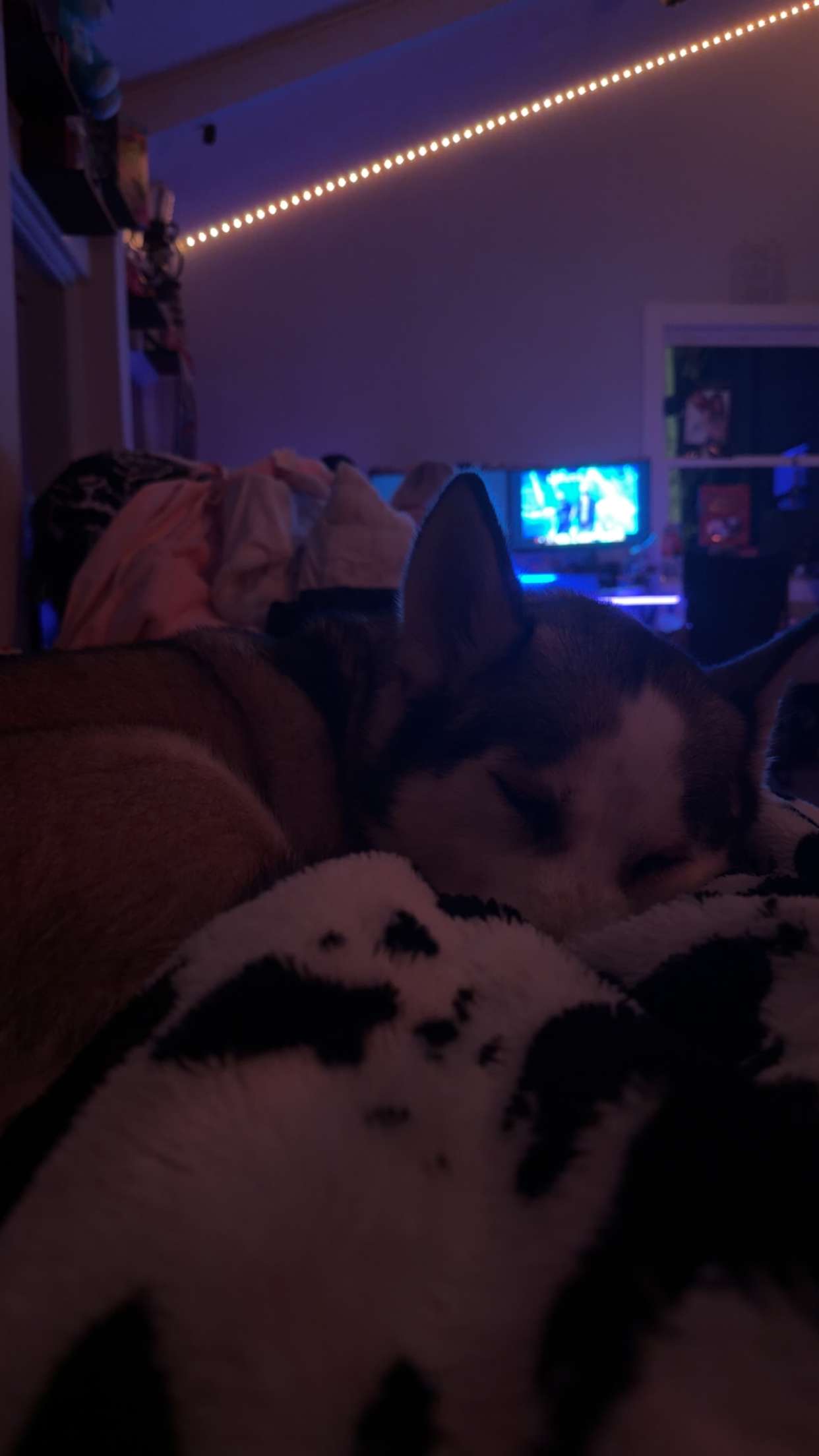 cruellamorganxo snapchat image archive image