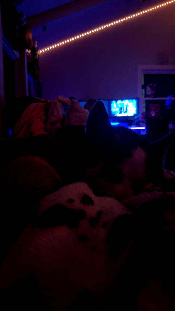 cruellamorganxo image ~ Altpins