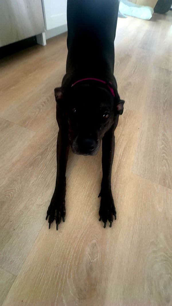 ellieblue2842 image ~ Altpins