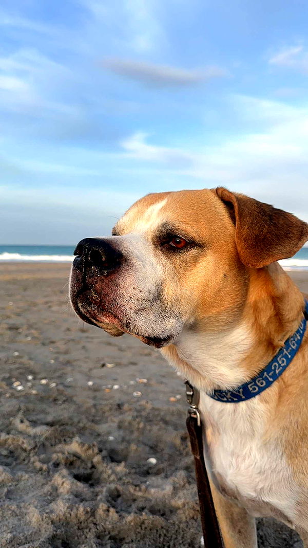 ellieblue2842 image ~ Altpins