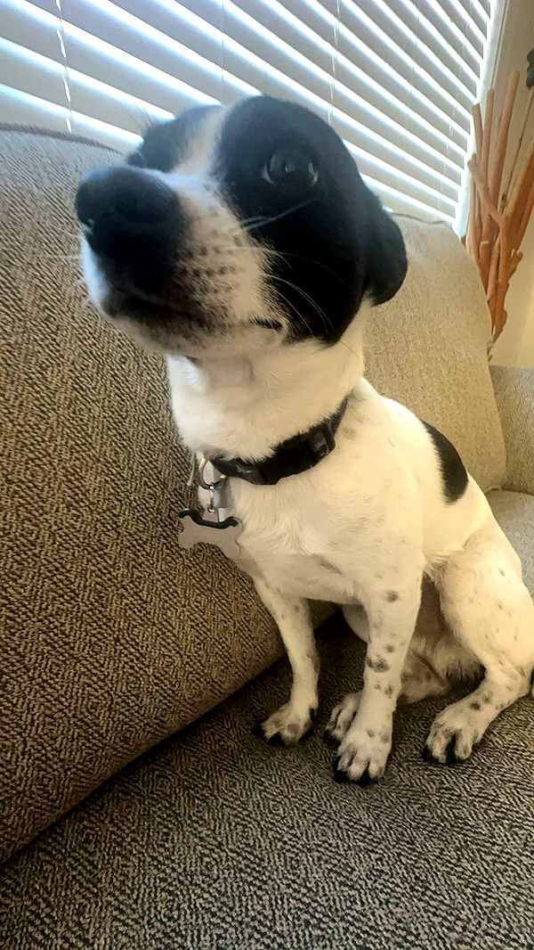 ellieblue2842 image ~ Altpins