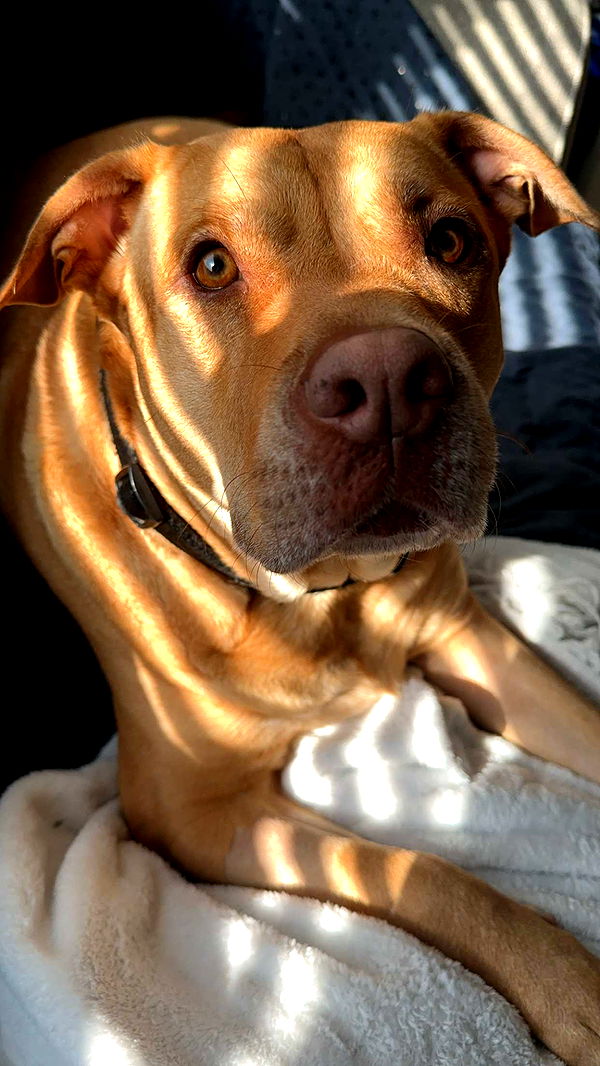 ellieblue2842 image ~ Altpins