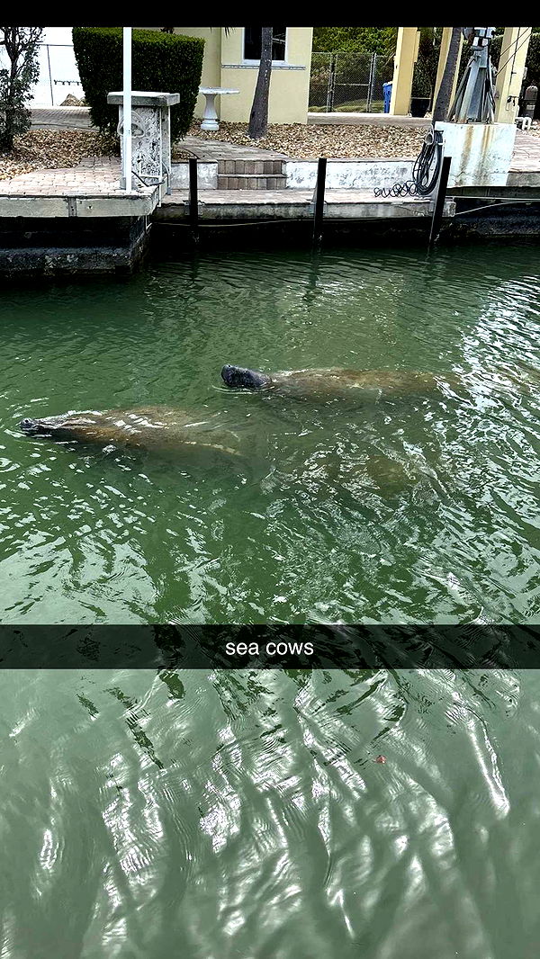 ellieblue2842 image ~ Altpins