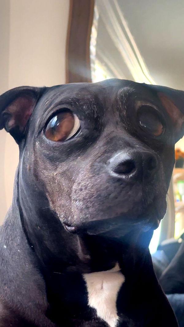 ellieblue2842 image ~ Altpins