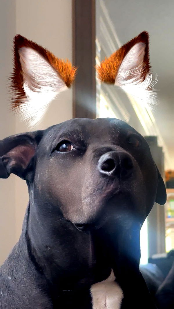 ellieblue2842 image ~ Altpins