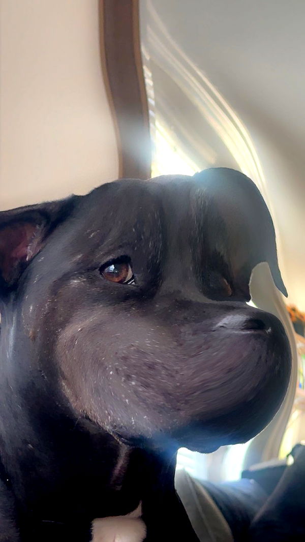 ellieblue2842 image ~ Altpins