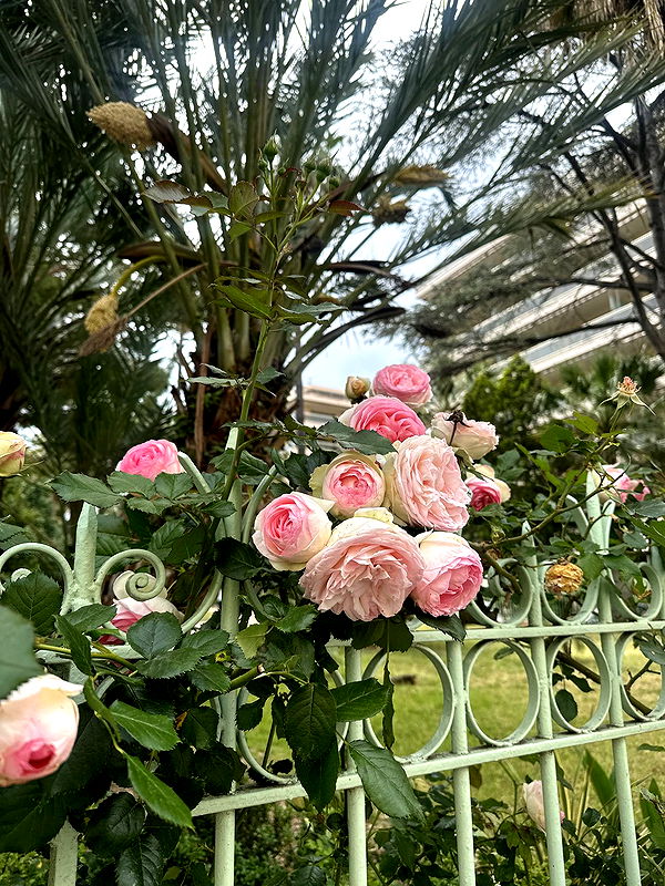 ellieblue2842 image ~ Altpins