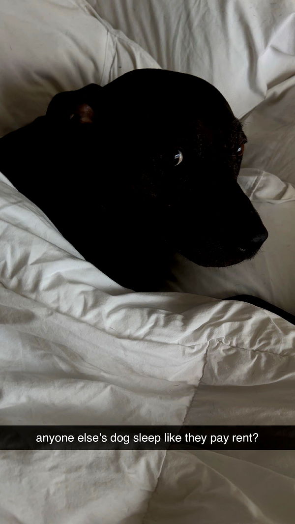 ellieblue2842 image ~ Altpins