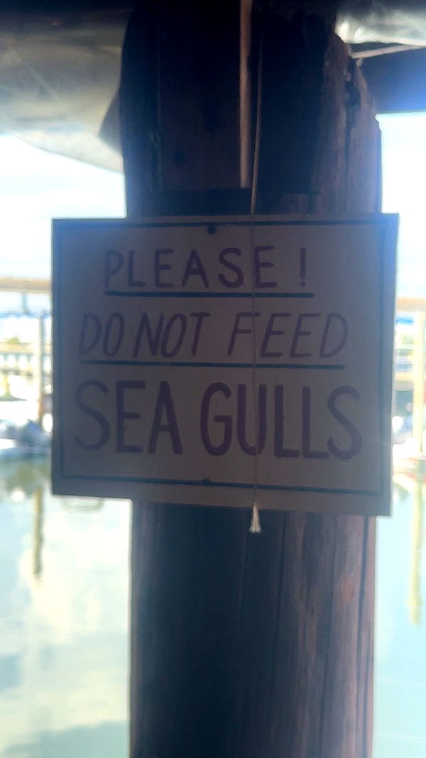 ellieblue2842 image ~ Altpins