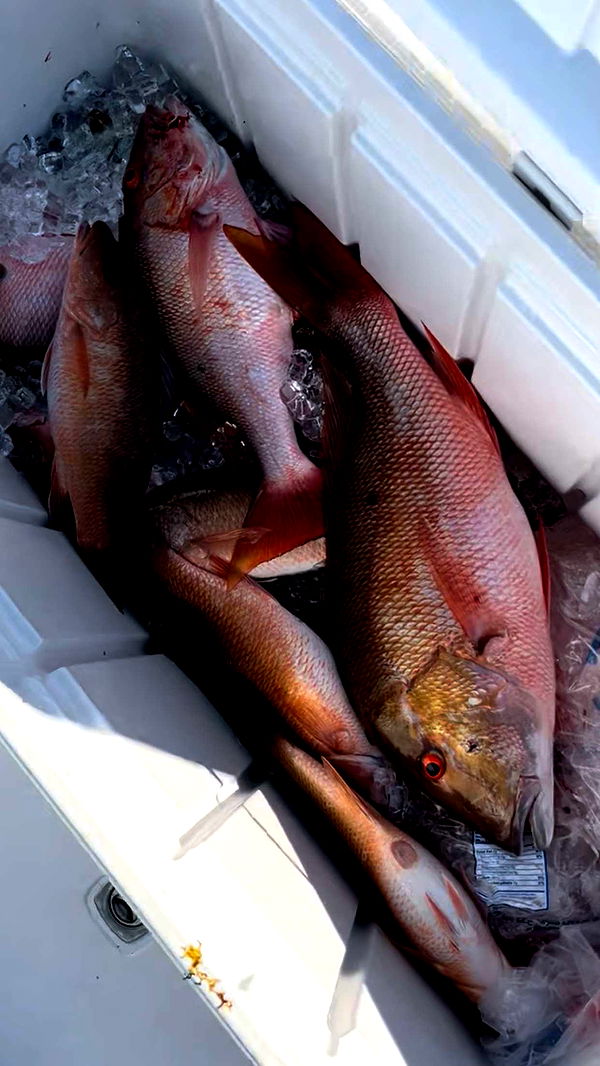 ellieblue2842 image ~ Altpins