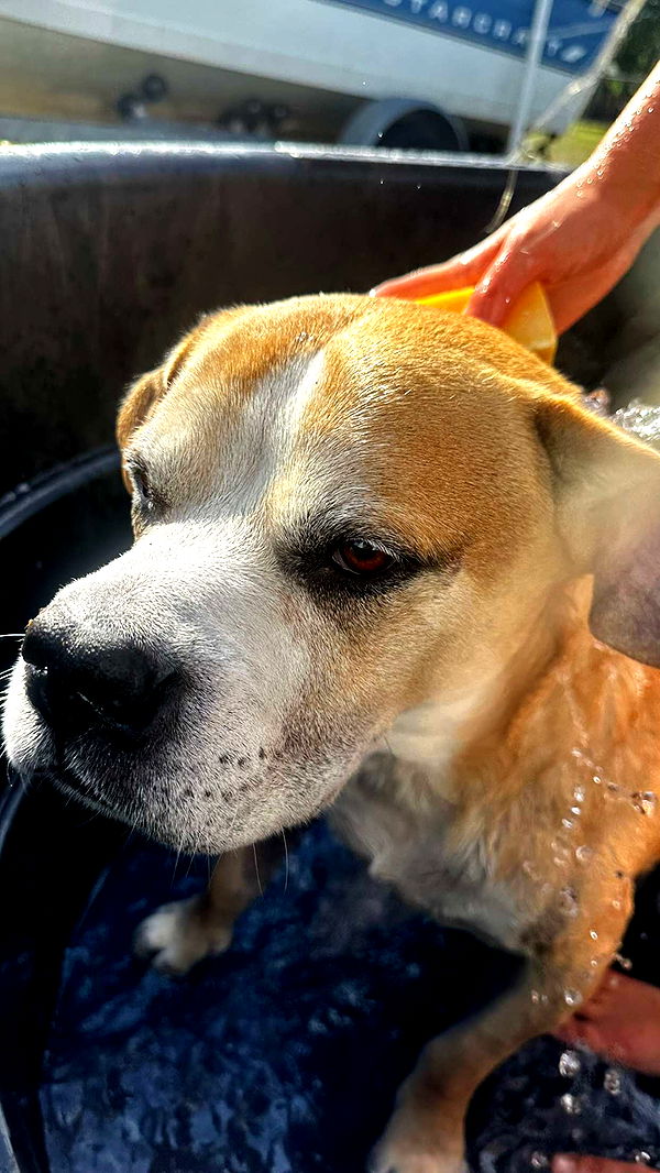 ellieblue2842 image ~ Altpins