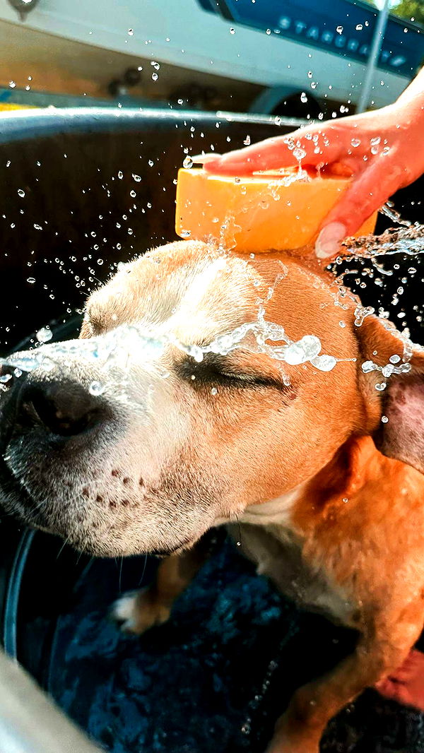 ellieblue2842 image ~ Altpins