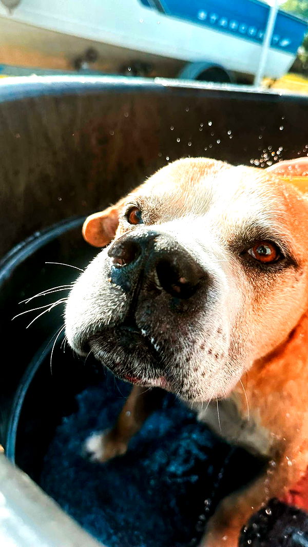 ellieblue2842 image ~ Altpins