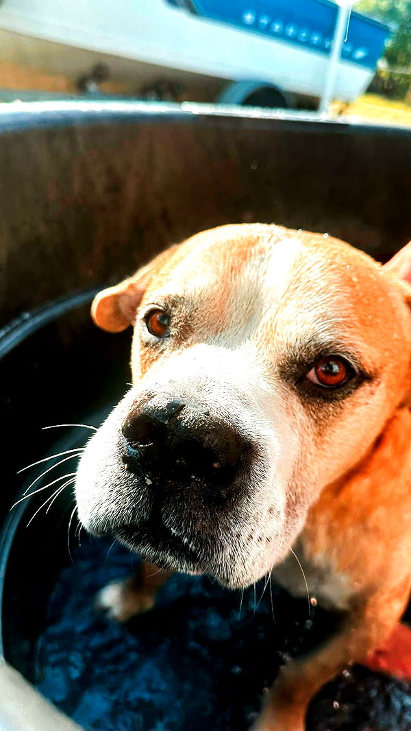 ellieblue2842 image ~ Altpins