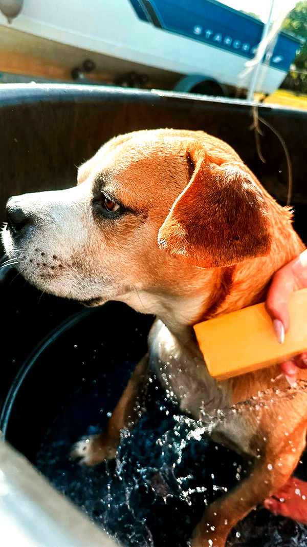 ellieblue2842 image ~ Altpins