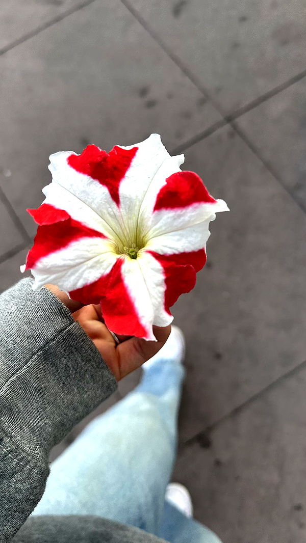 ellieblue2842 image ~ Altpins