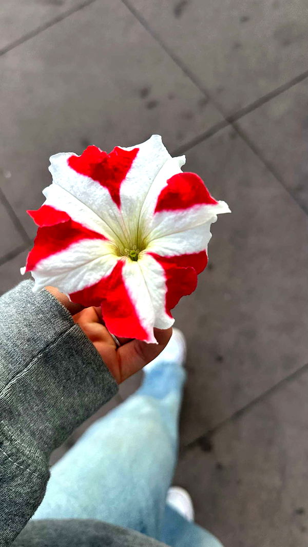 ellieblue2842 image ~ Altpins