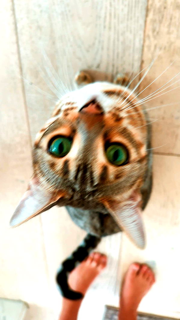 ellieblue2842 image ~ Altpins