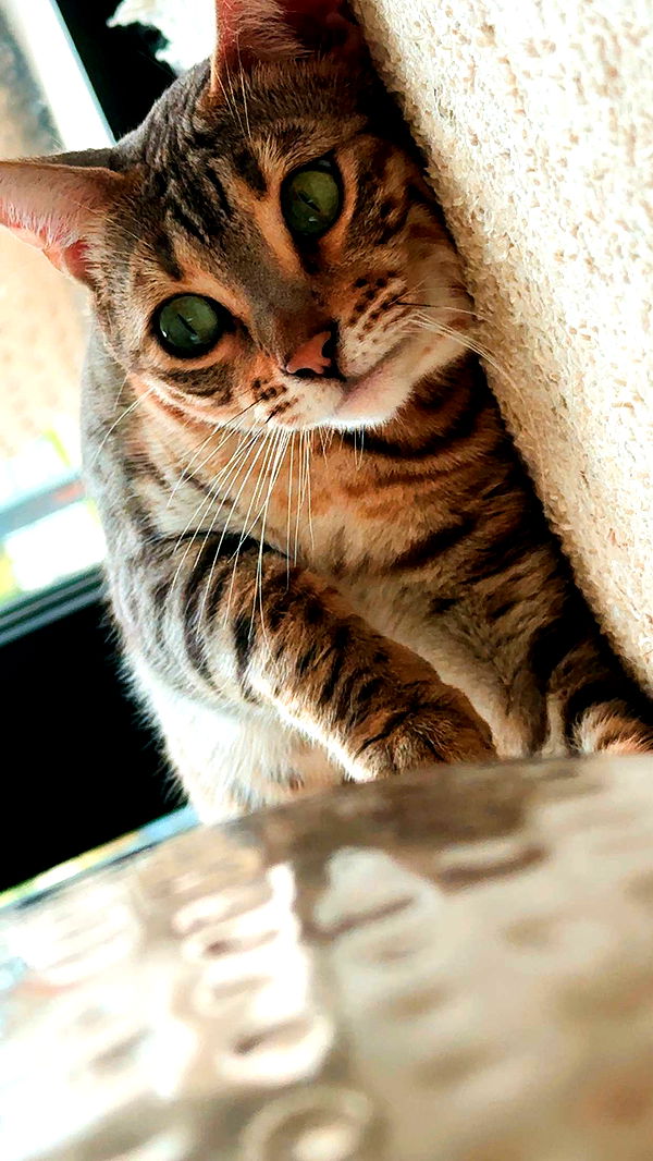 ellieblue2842 image ~ Altpins