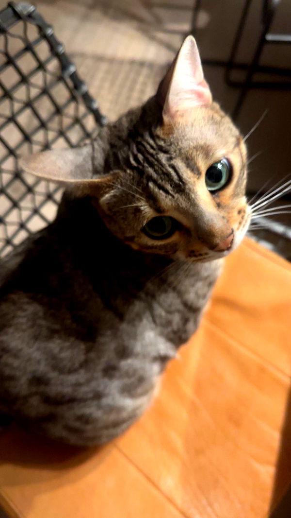 ellieblue2842 image ~ Altpins