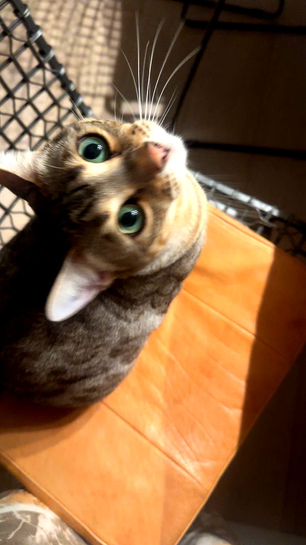 ellieblue2842 image ~ Altpins