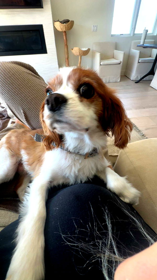 ellieblue2842 image ~ Altpins