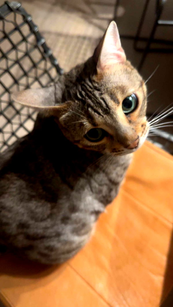 ellieblue2842 image ~ Altpins