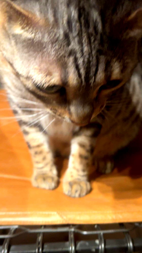 ellieblue2842 image ~ Altpins