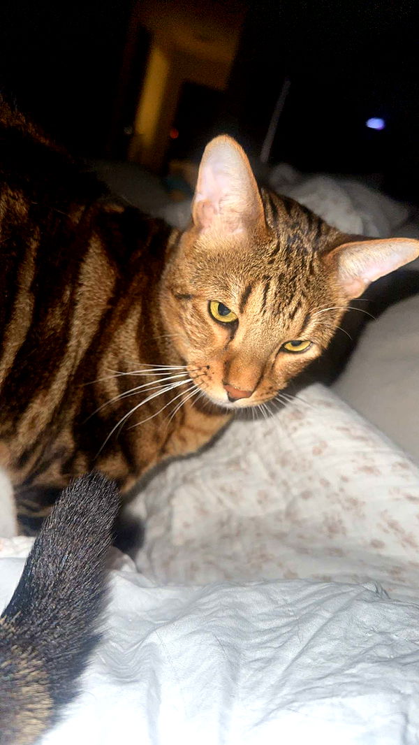 ellieblue2842 image ~ Altpins