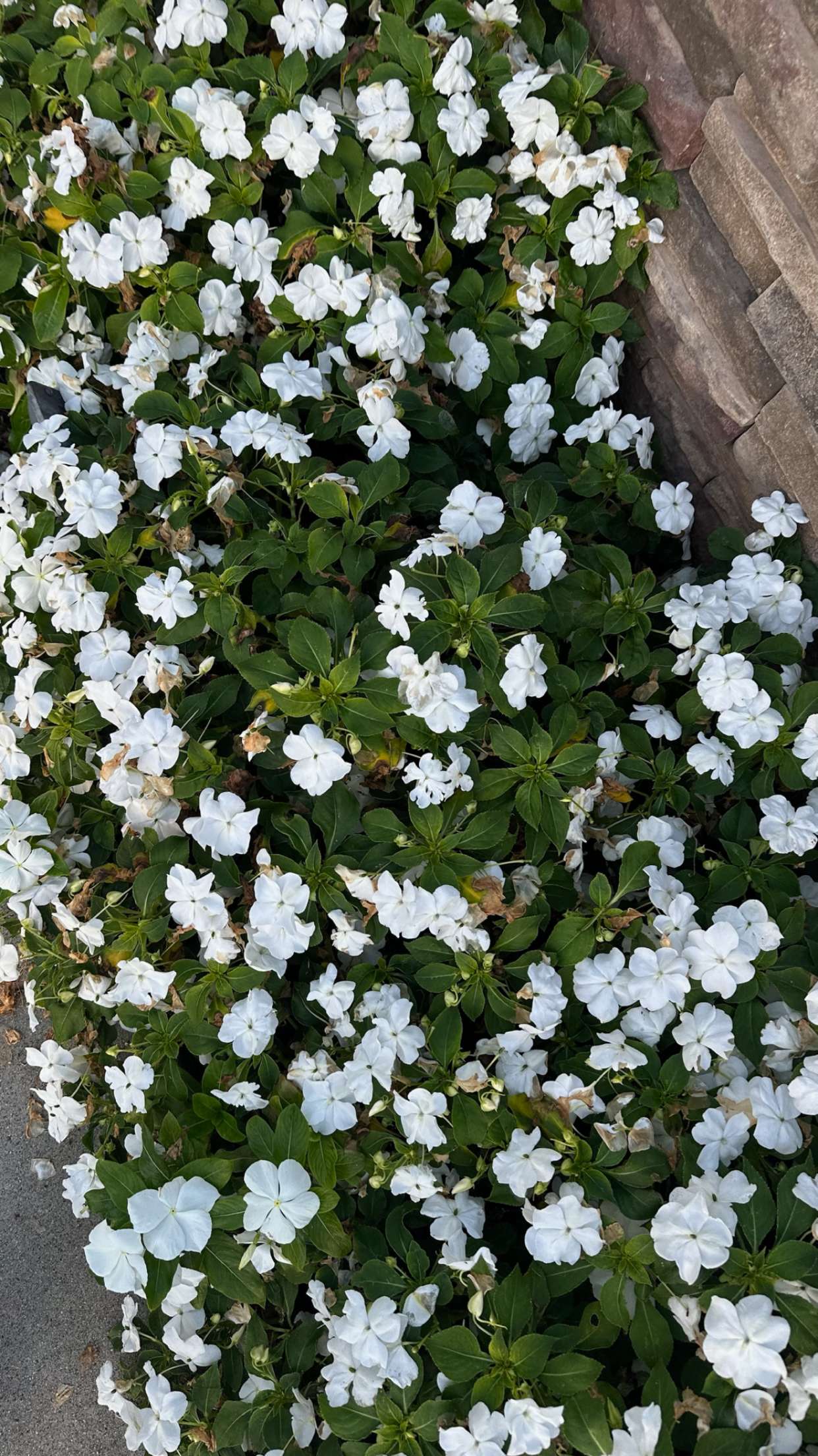 ellieblue2842 snapchat image archive image