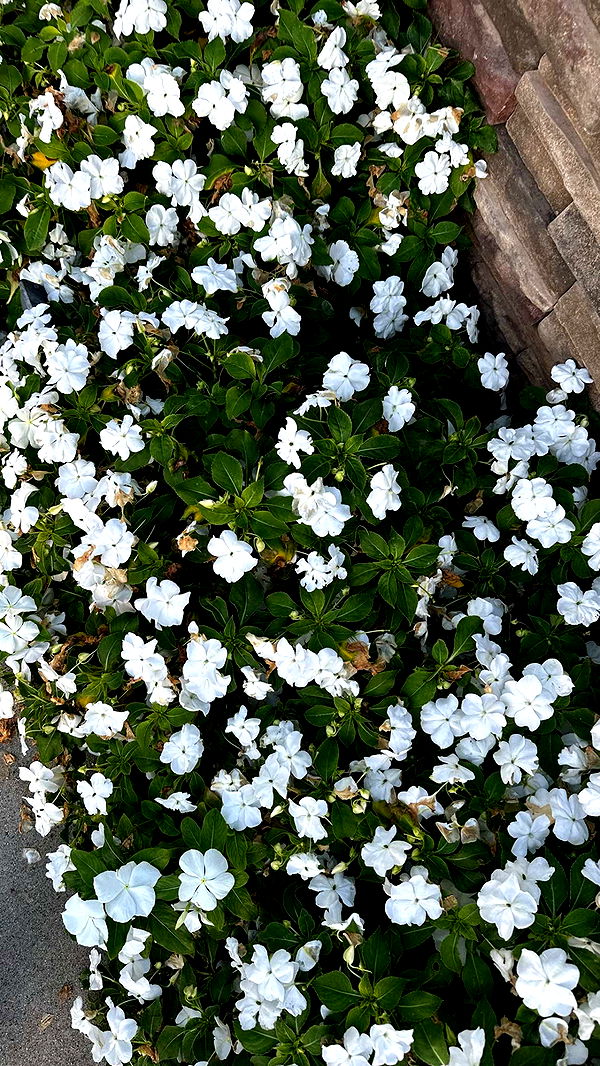 ellieblue2842 image ~ Altpins